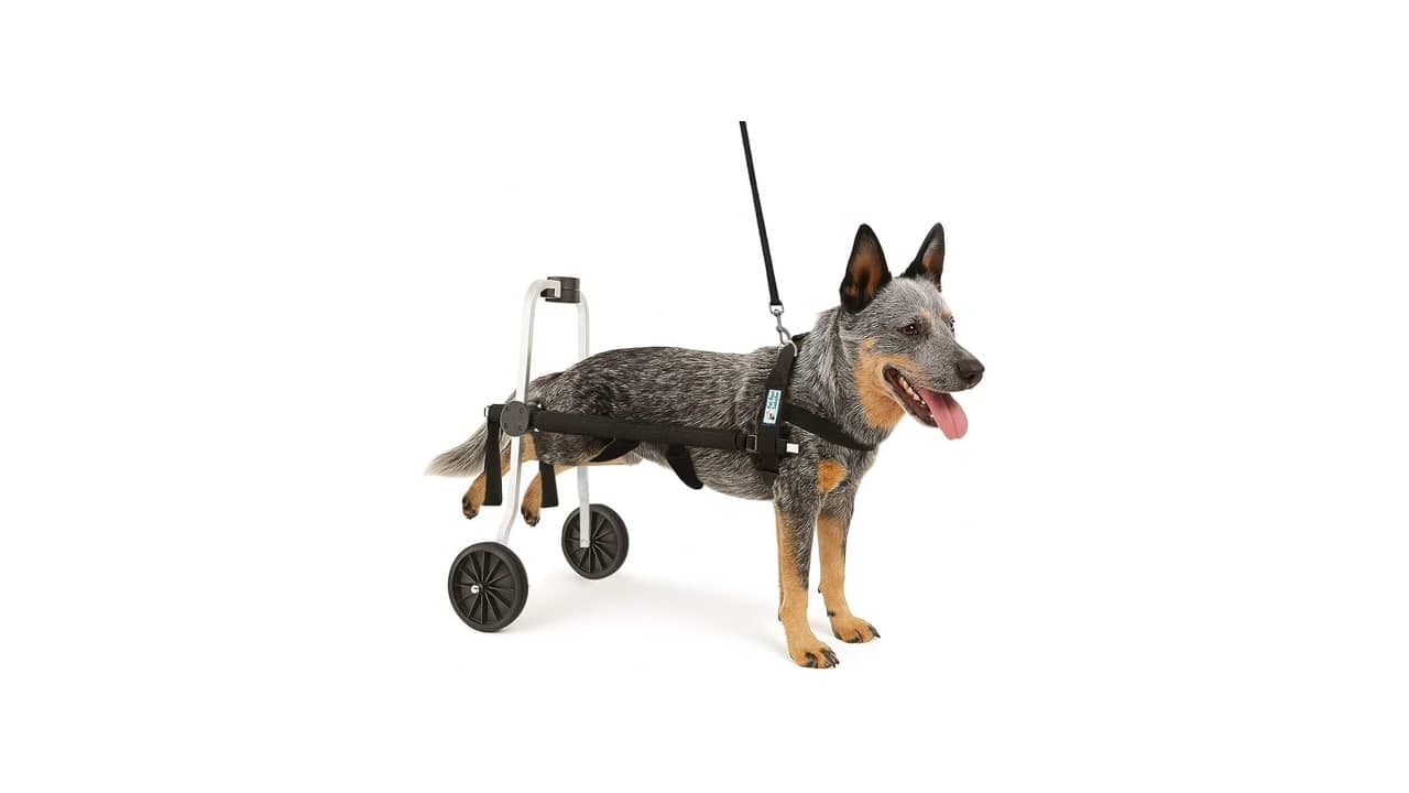 Melhor Cadeira de Rodas para Cachorro: Guia Completo!