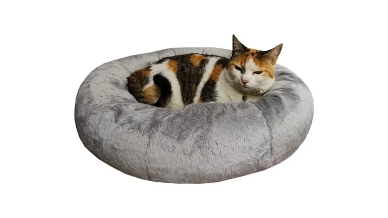 Melhor Cama para Gatos: Conforto e Segurança Garantidos