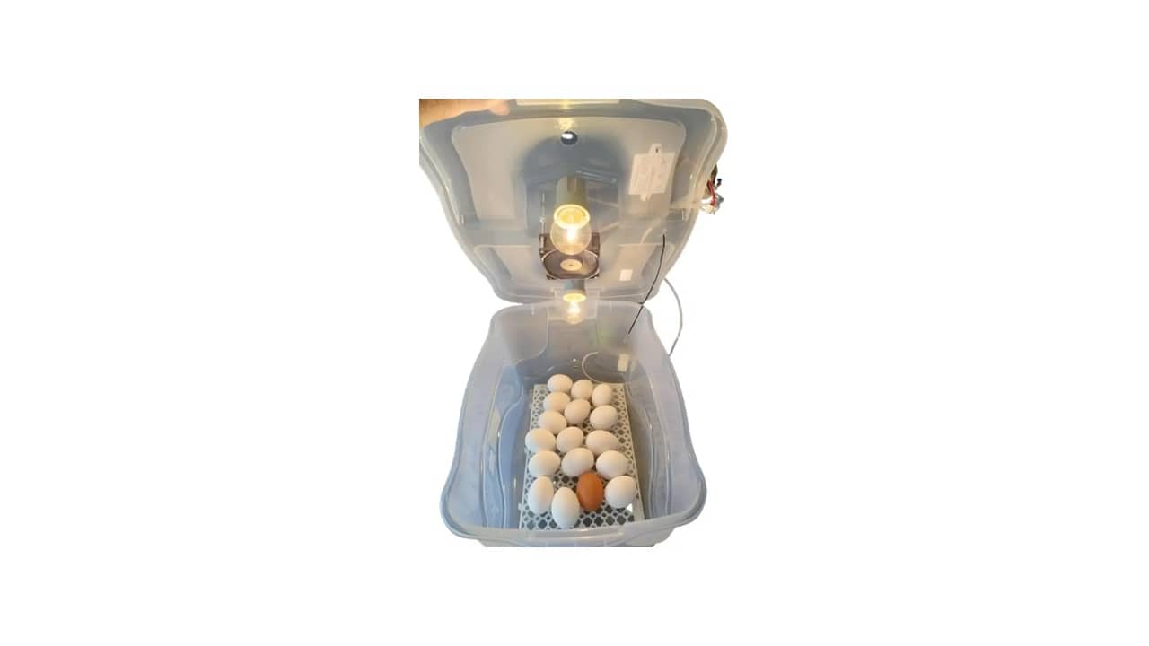 Melhor Chocadeira Automática: Guia Completo e Modelos Top