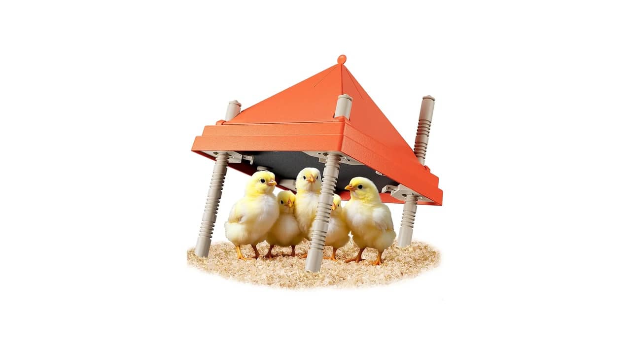 Melhor Chocadeira Caseira: Guia Completo para Iniciantes