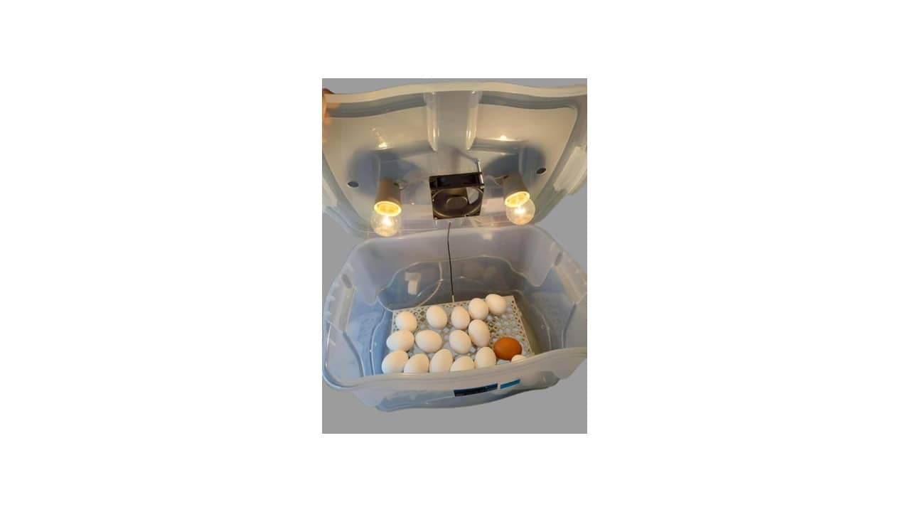 Melhor Chocadeira do Mundo: Guia Essencial para Criadores