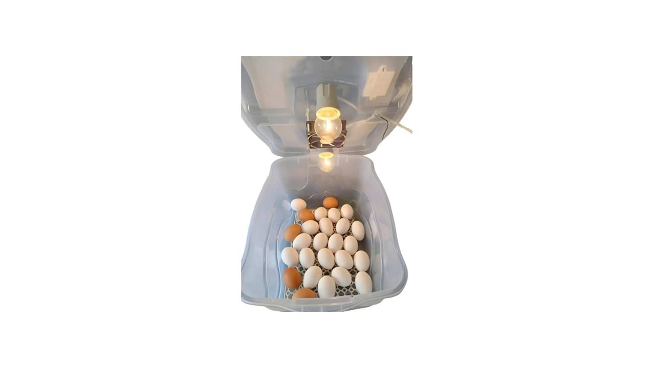 Melhor Chocadeira para Comprar: Guia Definitivo