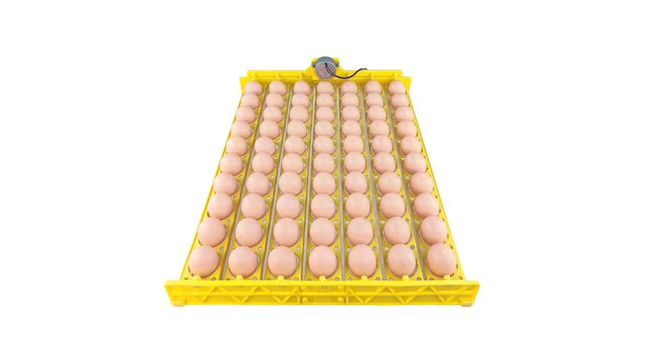 Melhor Chocadeira para Ovos: Guia Completo