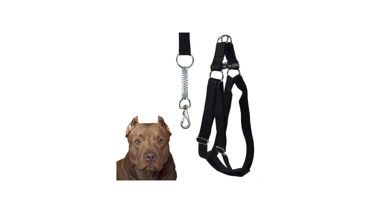 Melhor Coleira para Cachorro Grande: Conforto e Segurança Garantidos