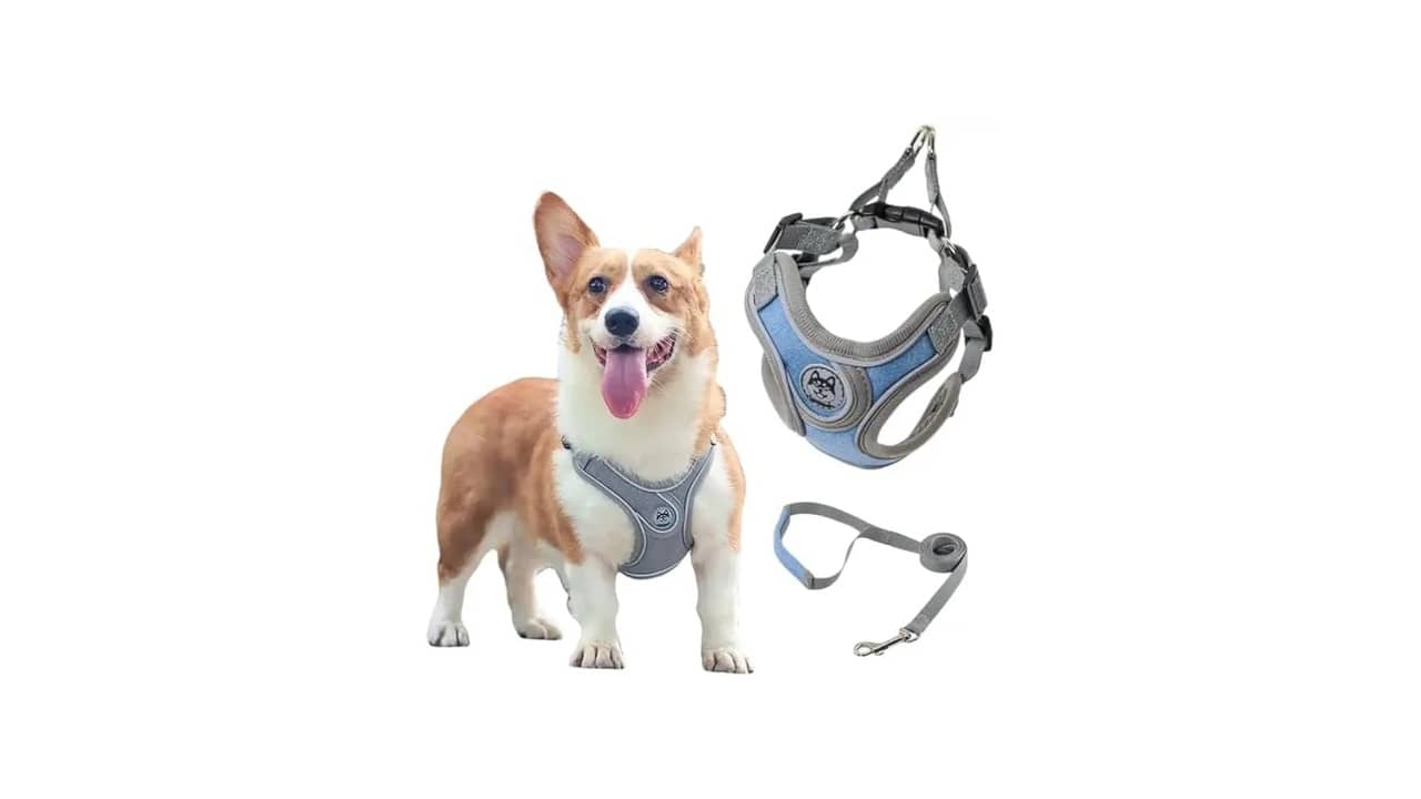 Melhor Coleira para Cachorro que Puxa Muito: Controle e Conforto