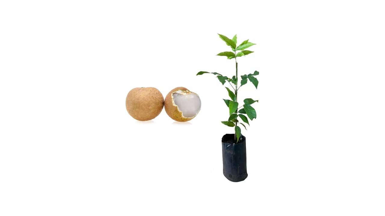 Melhor Frutifera para Vaso: Guia Completo e Opções