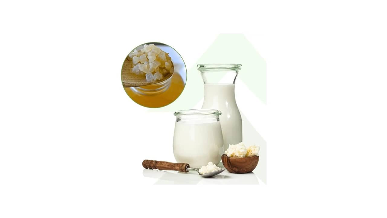 Melhor Marca de Leite Fermentado: Guia Essencial para Escolha