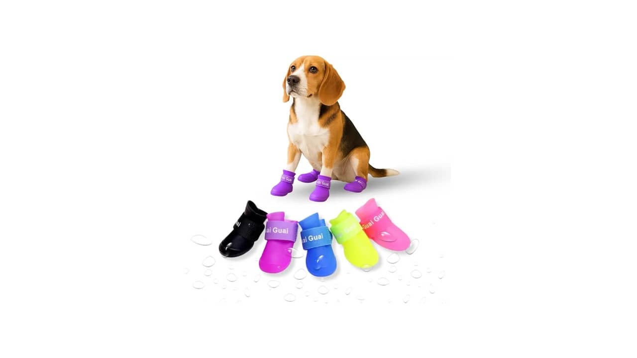 Melhor Sapatinho para Cachorro: Proteção e Conforto Garantidos