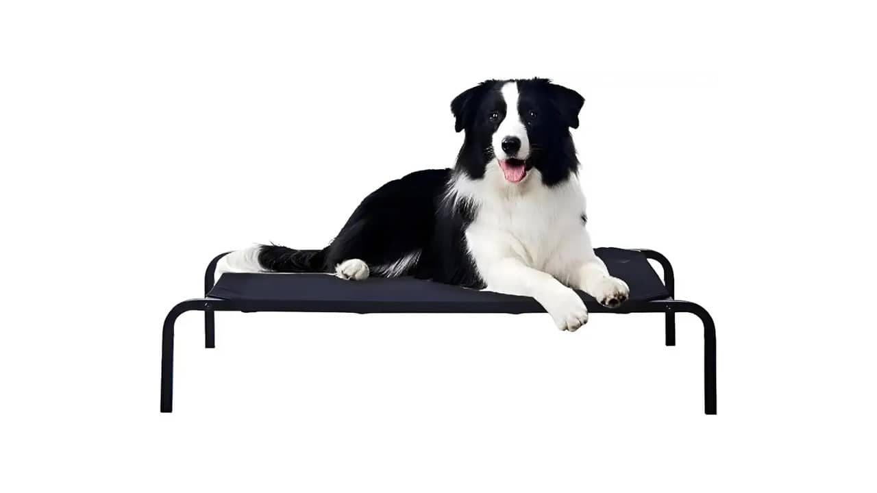 Melhor Tipo de Cama para Cachorro: Conforto e Durabilidade
