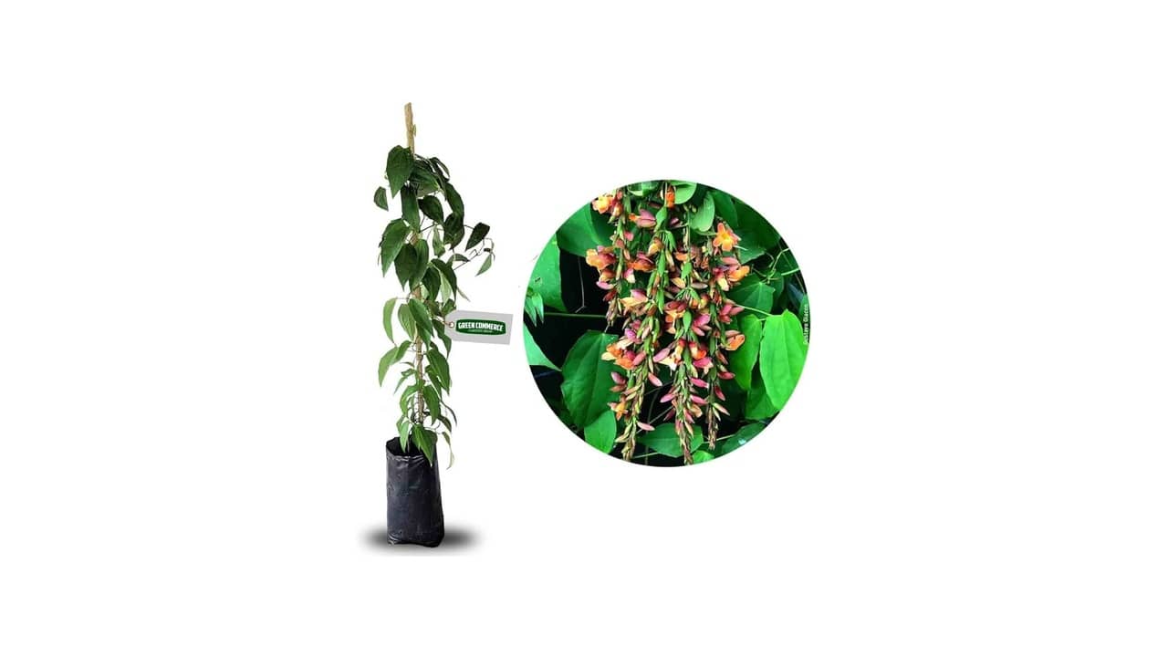 Melhor Trepadeira para Pergolado: 3 Espécies Vivas