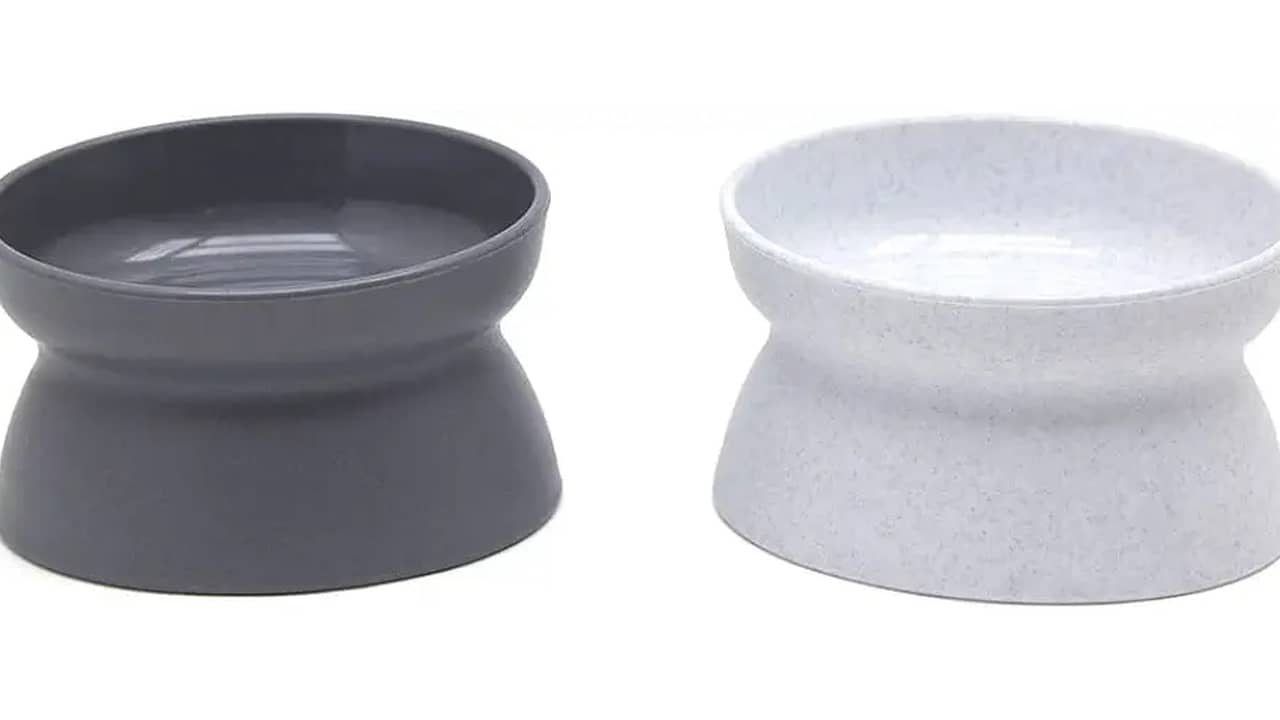 Melhor Vasilha para Gatos: Escolha Ideal para Saúde e Conforto Felino