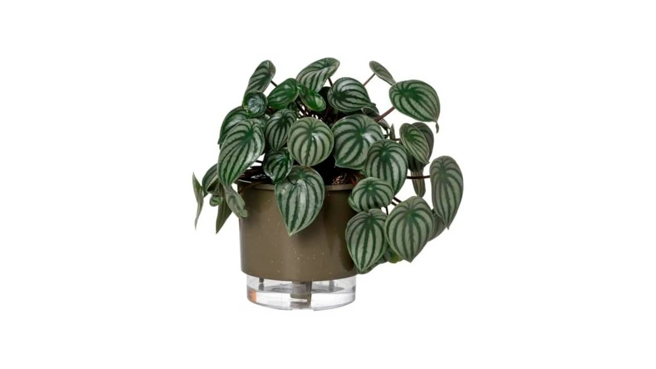 Melhor Vaso Autoirrigável: 10 Modelos para Praticidade