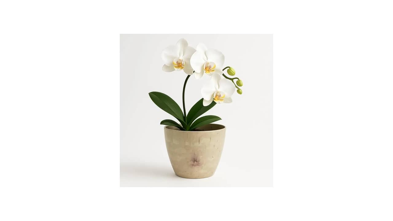 Melhor Vaso para Orquídea: 10 Modelos com Drenagem